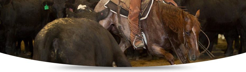 Horse Cutting Calgary - Main Image 1